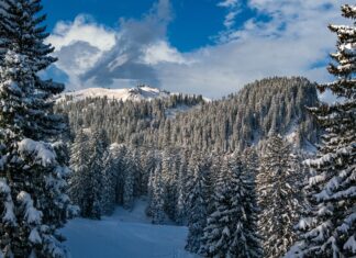 Snow covered fir trees on a mountain landscape under a blue sky in winter