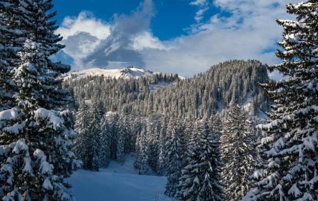 Snow covered fir trees on a mountain landscape under a blue sky in winter
