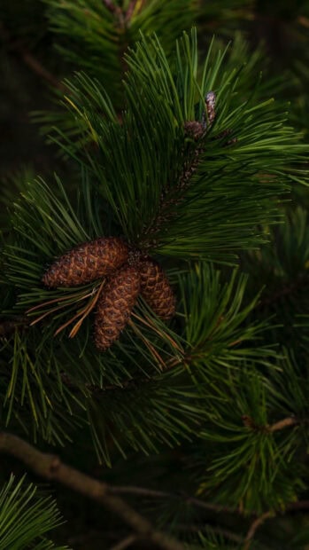Close up of fir tree cones and green needles on branch in natural setting