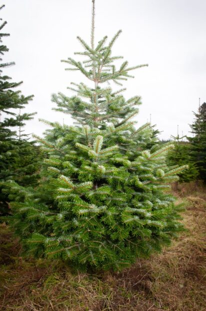 A fir tree stands tall in a grassy field surrounded by other fir trees on an overcast day