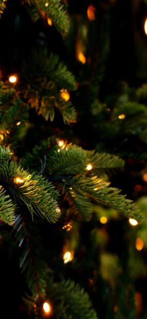 Close up of fir tree branches with glowing lights in a dark setting