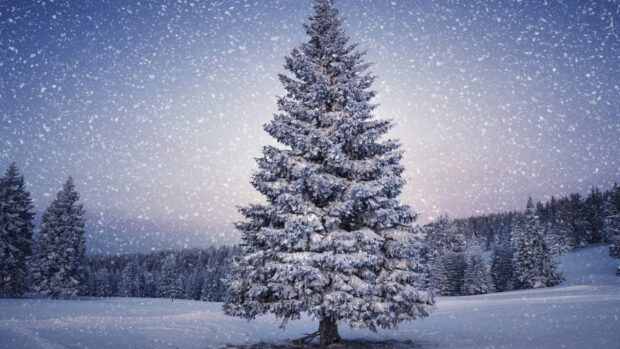 A frosted fir tree covered with snowflakes in a snowy winter landscape