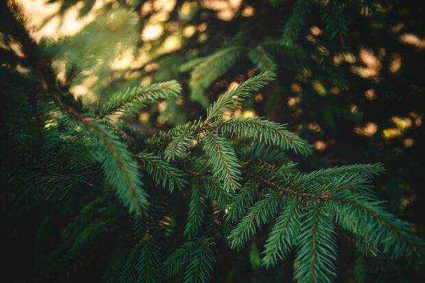 Close up of fir tree branches with green needles in natural forest light