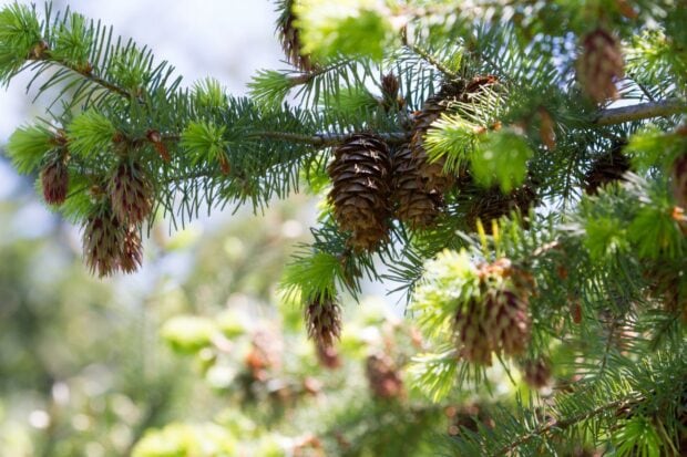 Close up of fir tree cones and fresh green fir tree branches in sunlight