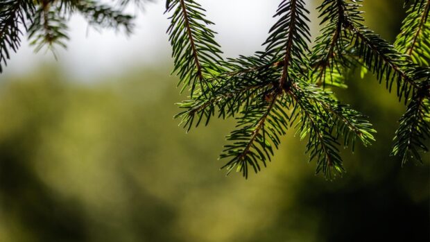 Close up of green fir tree branches in a natural setting with soft background lighting