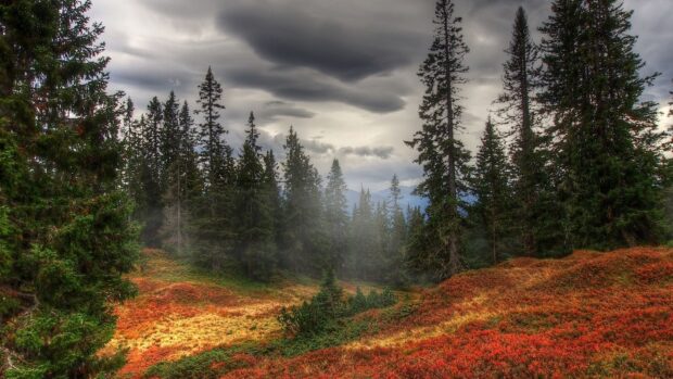 Lush fir tree forest standing tall under a cloudy sky in autumn landscape