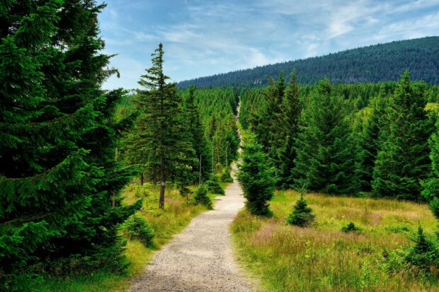 A scenic trail surrounded by fir tree forest under a clear blue sky