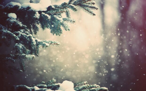 Snow covered fir tree branches with falling snowflakes in winter forest