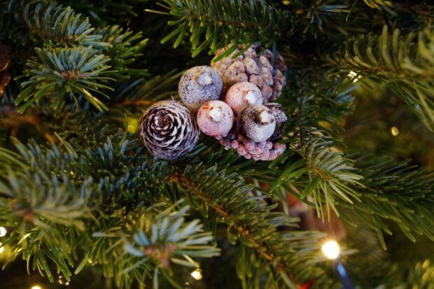 Close up of fir tree branches decorated with frosted pine cones and berries