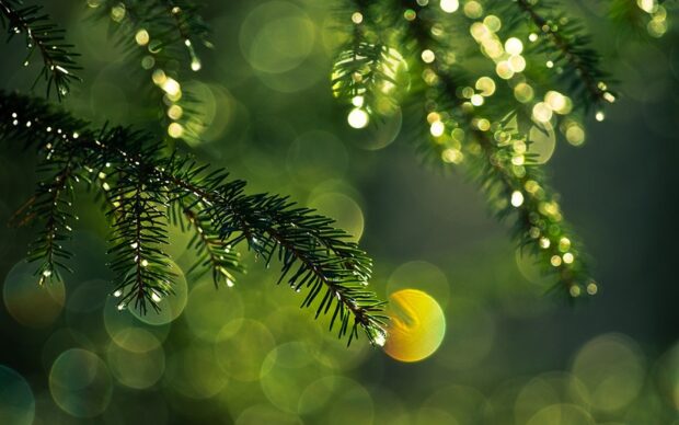 Close up of fir tree needles with water droplets in green light bokeh background