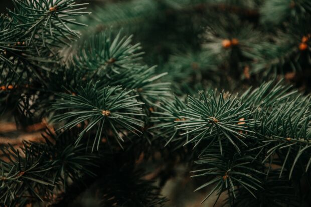 Close up view of green fir tree needles in a forest environment