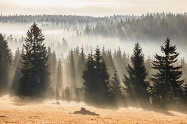 Morning sunlight shines through misty fir tree forest in autumn meadow
