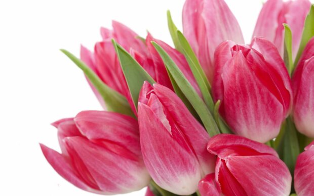 A close up of a flower bouquet with pink tulips and green leaves on a white background