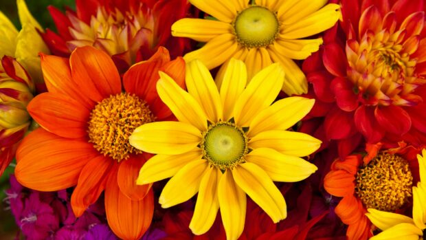 A colorful flower bouquet with vibrant orange yellow and red flowers in full bloom