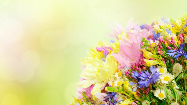 Colorful flower bouquet with pink daffodils and blue cornflowers on soft green background