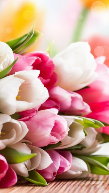 A close up of flower bouquet with pink and white tulips in soft natural light