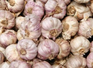 A close up of fresh garlic bulbs with natural skin texture and purple hues