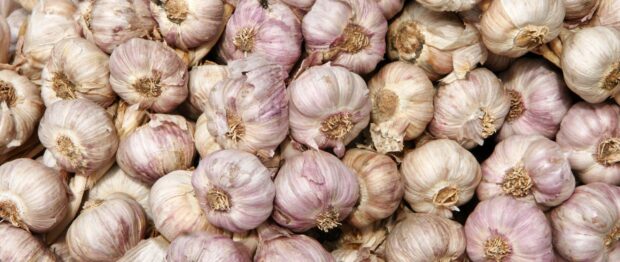 A close up of fresh garlic bulbs with natural skin texture and purple hues