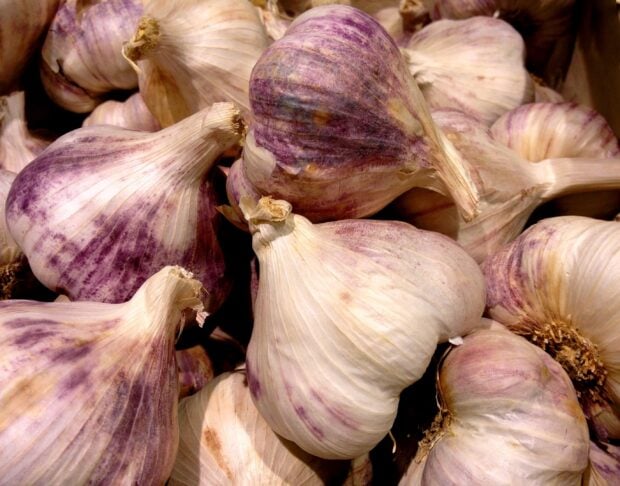 Fresh garlic cloves with purple stripes piled together