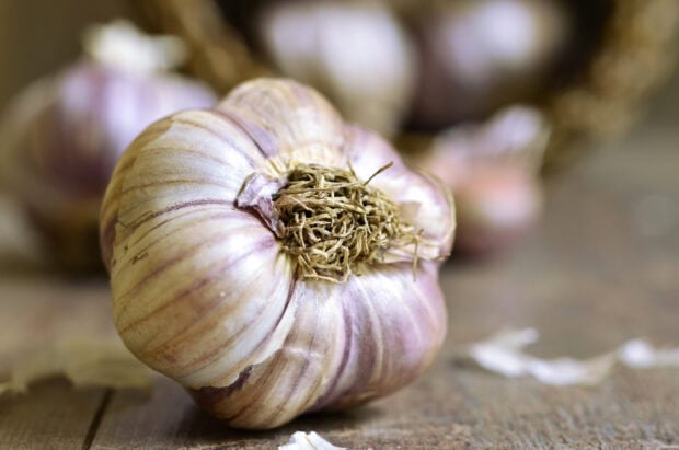 A close up of garlic on a wooden surface showing detailed texture and root fibers