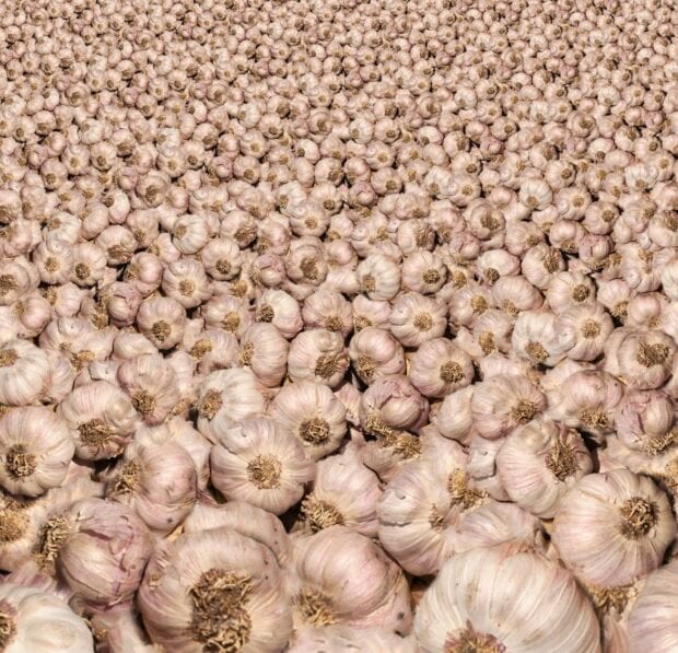 A close up view of garlic bulbs arranged closely together in a large pile