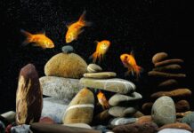 Five vibrant gold fish swimming around balanced stones in clear water