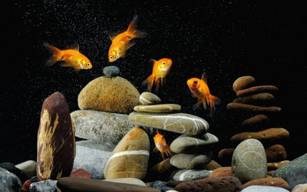 Five vibrant gold fish swimming around balanced stones in clear water