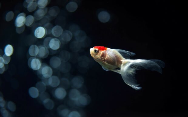 A gold fish with a red head swimming against a dark background with bokeh light effects