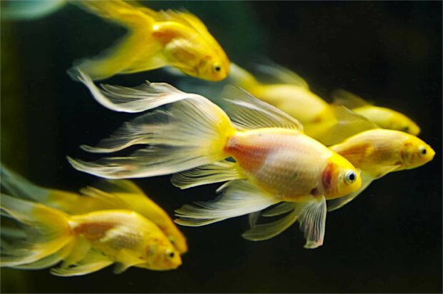 A group of gold fish swimming peacefully in a dark aquarium with detailed fins and scales