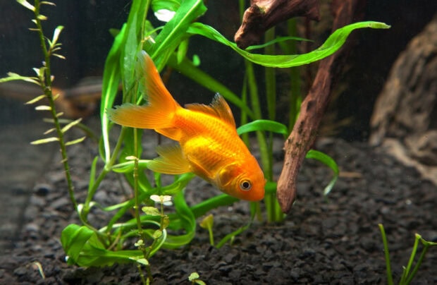 A gold fish swimming near green aquatic plants in a clear aquarium environment
