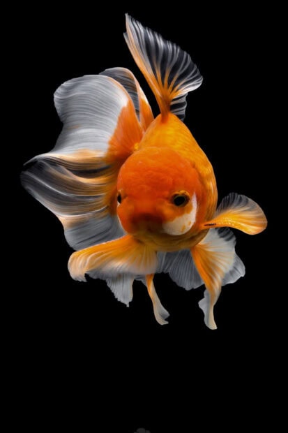 A vibrant gold fish swimming with delicate flowing fins on a black background