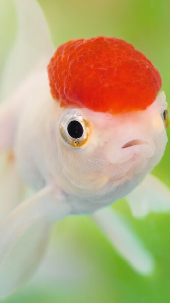 Close up of a gold fish with bright orange head swimming in green water