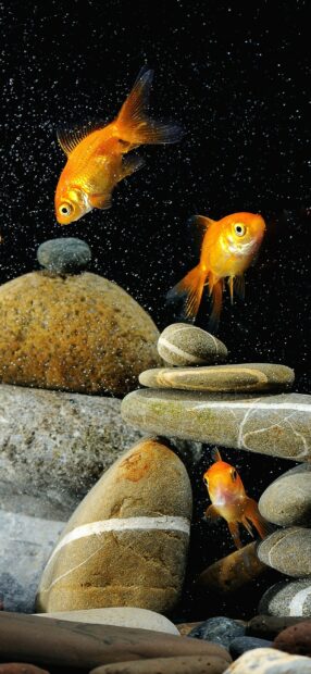 Three gold fish swimming around stacked stones in clear water