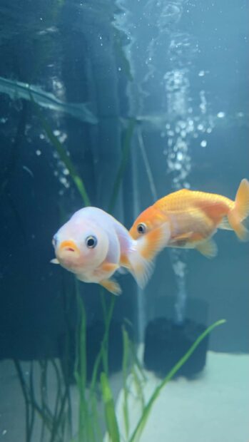 Two colorful gold fish swimming near aquatic plants in a vibrant aquarium environment