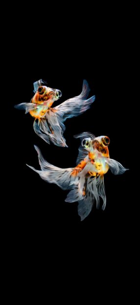 Two gold fish with flowing fins swimming against a black background