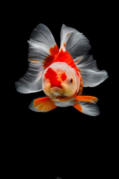 Showcasing its bright colors