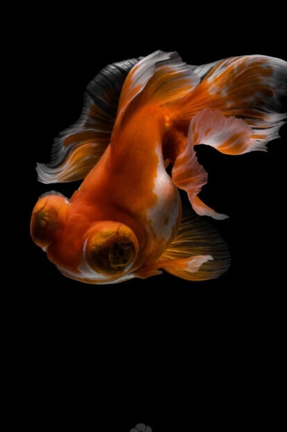 Close up of a gold fish swimming with flowing fins on a black background