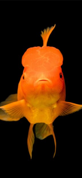 Close up of a gold fish with a distinctive head shape swimming in black water