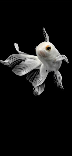 A delicate gold fish swimming gracefully with flowing fins against a black background