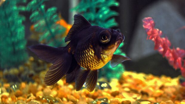 Black gold fish swimming near colorful aquarium decorations in vibrant water environment