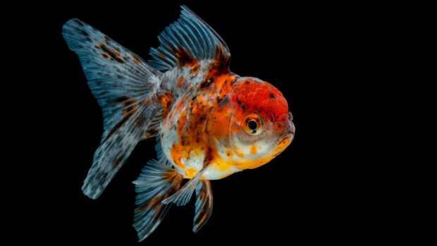 Close up of gold fish with colorful scales and fins swimming against black background