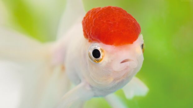 A gold fish with a bright red cap swimming in clear water