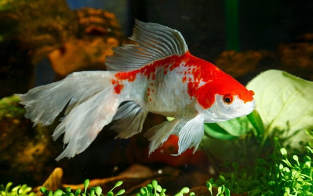 A colorful gold fish swimming gracefully in an aquarium with green plants and rocks