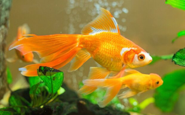 A gold fish swimming gracefully near green aquatic plants in a clear aquarium environment