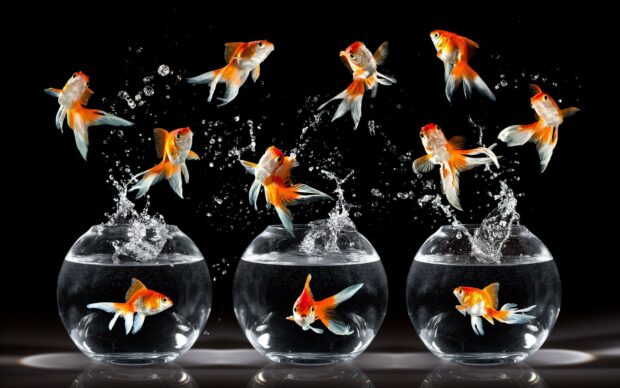 Orange gold fish jumping out of three glass bowls on black background