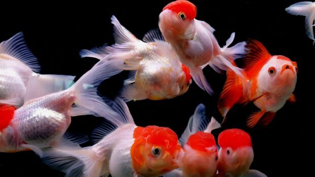 Several gold fish swimming with bright red caps against a black background