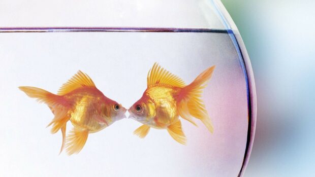 Two gold fish facing each other inside a round fishbowl filled with clear water