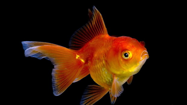 A close up of a gold fish swimming against a black background