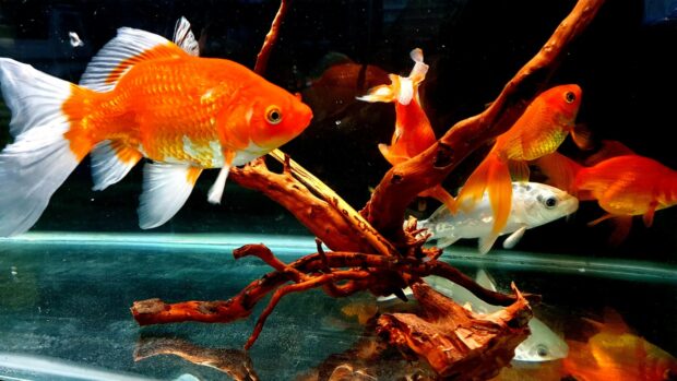 A vibrant gold fish swimming near driftwood in an aquarium with other gold fish visible