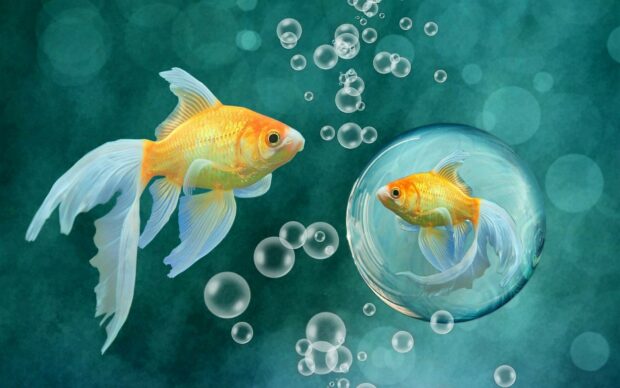 A gold fish swimming near a reflected gold fish inside a bubble surrounded by air bubbles